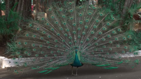 playing peacock