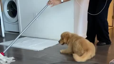"Helpful" Golden Retriever Puppy "Assists" With The Cleaning