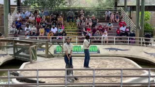 Gator wrestling at Gatorland in Orlando