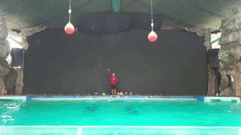 Dolphin jumps head ball