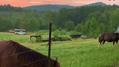 Farm dog gives colt friend a good morning kiss