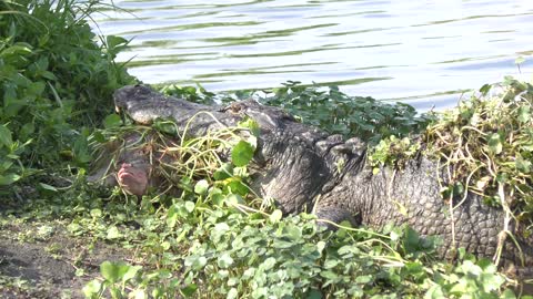 Turtle got away from alligator jaws