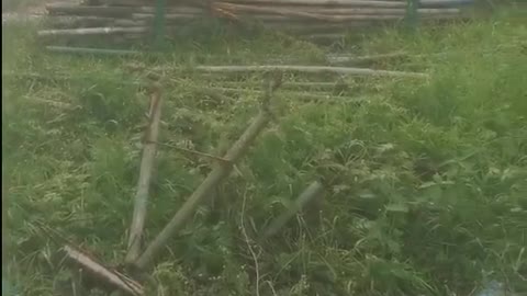 Two Large Snakes Mating in Construction Site