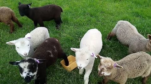 Golden Creek Mini Lambs