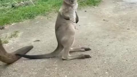 very cute kangaroo