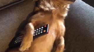 Pup claims ownership of remote, watches dog movie on TV