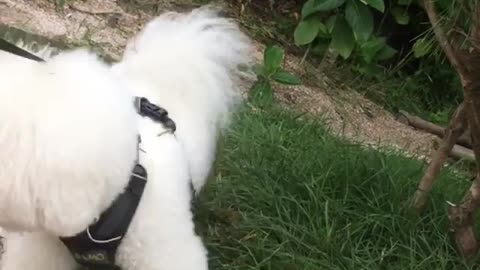 White small Dogy Loves OutDoors