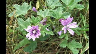 Malva ( Malva sylvestris ) serve para tratamento de infecções