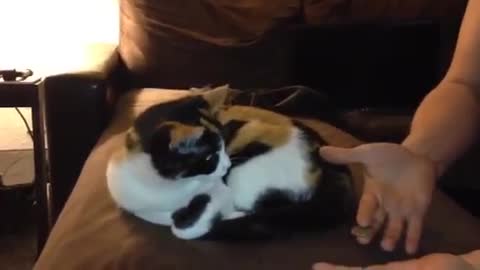 Performing Close-up Magic for the Cat