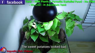 Sweet Potato Betta Tank - NEW Plants & Favorite Kartoffel Food - No Filter - No Co2