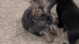 Puppy beginning tug