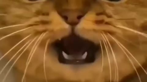 funny cat vido