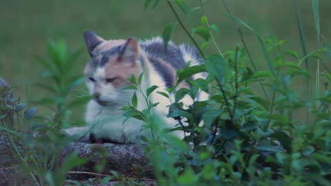 Exploring Earth's Amazing Animals