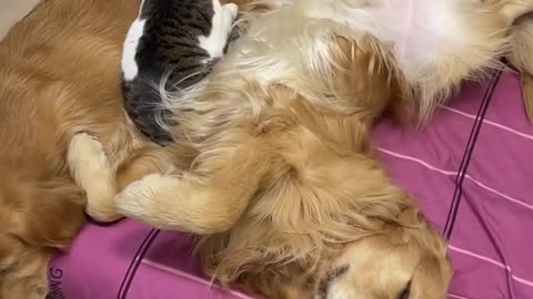 OMG ❤️ So Cute Cat and Dogs Funny Videos #2