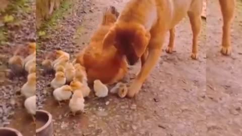 Dog love making for hens