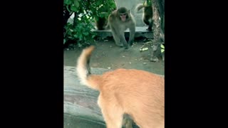 Naughty Monkey Plays Tricks on Dog