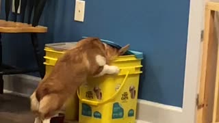 Corgi Caught in the Kitty Litter