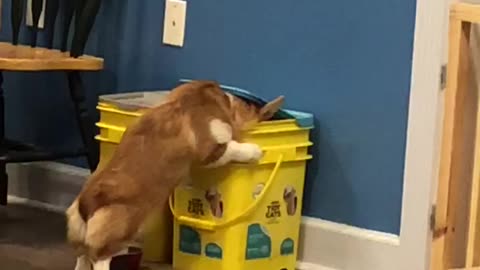 Corgi Caught in the Kitty Litter