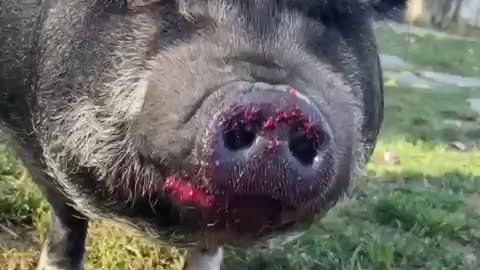 Piggy eats pomegranate loud chewing Hilarious