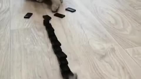 Super cute cat reaction