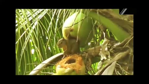 Squirrel eats Coconut.