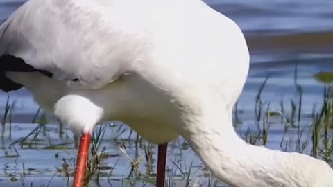 Collection of Beautiful & Amazing Birds 🐦 🐦‍⬛