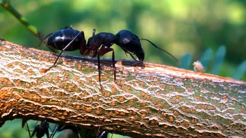 animal- Black Ant (🐜 ).