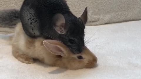 Chinchilla & Rabbit Love Affair