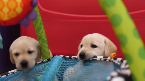 Feel Good Friday Your Personal Puppy Cam