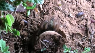 Trapdoor Spider Snatches Fly And Bee