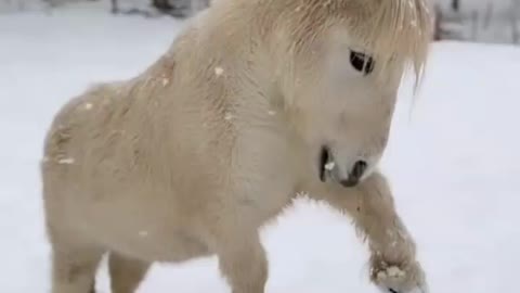 Soo Cute 🥺🥰 Shetland pony 🐎
