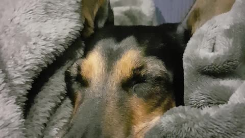 Dachshund falling asleep in an Earry way!! 🙄