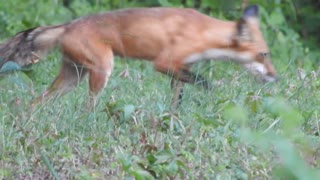 Red Foxes Grooming