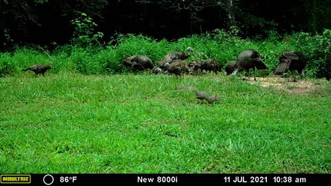 Backyard Wildlife