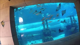 Atlantis The Palm | The Lost Chambers Aquarium | Dubai | Aquaventure