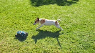 Crazy Jack Russell chases RC car. Then the tables turn