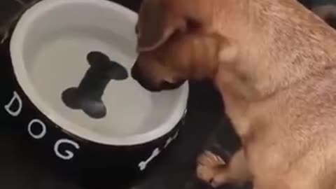 Puppy Tries To Grab The Bone Drawing In The Water Bowl!