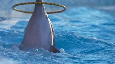 Incredible Dolphin Moments Planet Earth