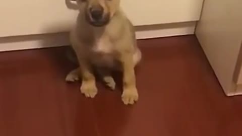 Cute Dog Saying Mama Funny dog video