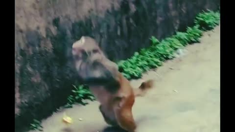 This Monkey's Reaction Will Have You In Stitches!