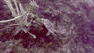 Turtle feeding on coral