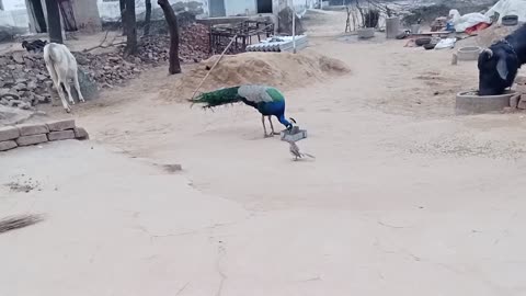Peacock the coock