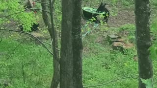 Family of Bears Find a Swing to Play On