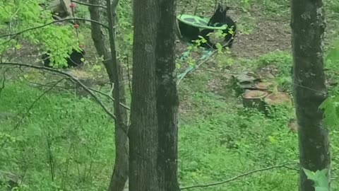 Family of Bears Find a Swing to Play On