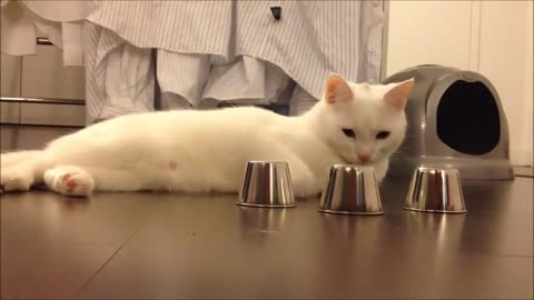 cat talented video