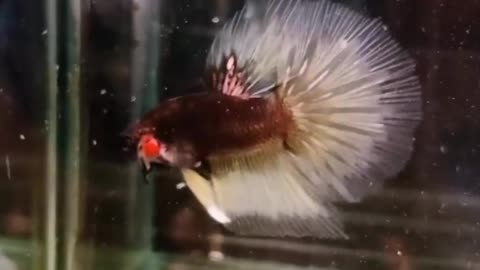 Halfmoon Betta Fish Yellow Cooper