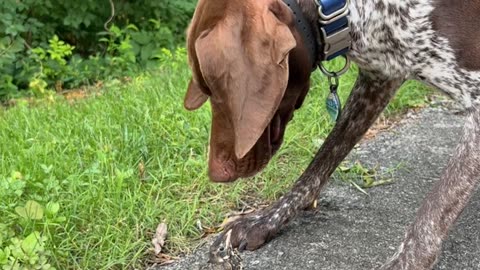 Bird Thinks Dog Is Its Mommy