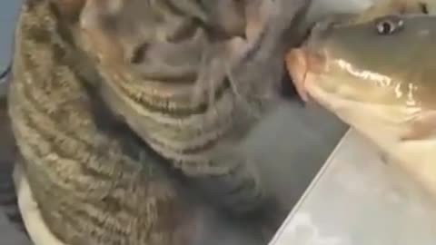 Cat and Fish Romantic Kiss Funny With Animals