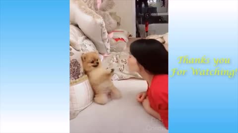Best Funny Pet Videos Of The - Cute 😹 Cats