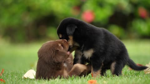 Beautiful and Cute Puppies Playing